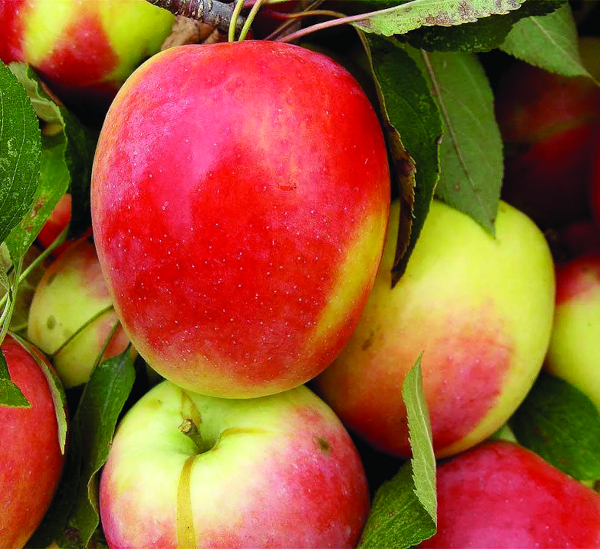 Яблоня Северный синап