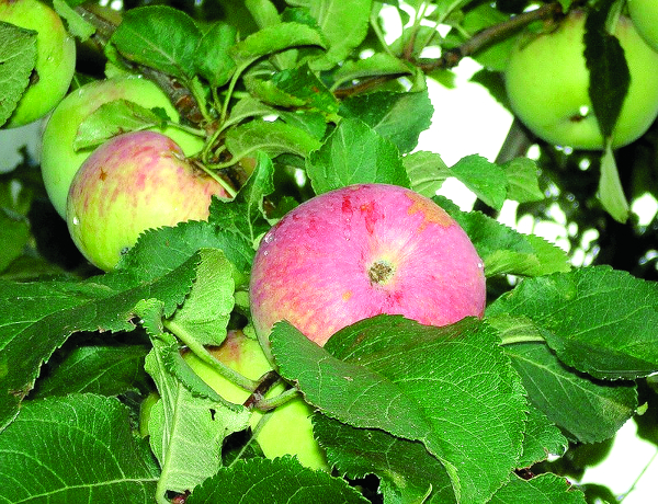 Яблоня Спартак