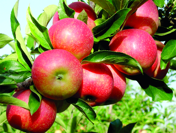 Яблоня Вишневое
