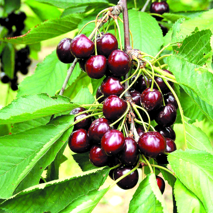 Шоколадница