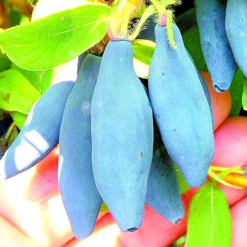 Жимолость Княгиня