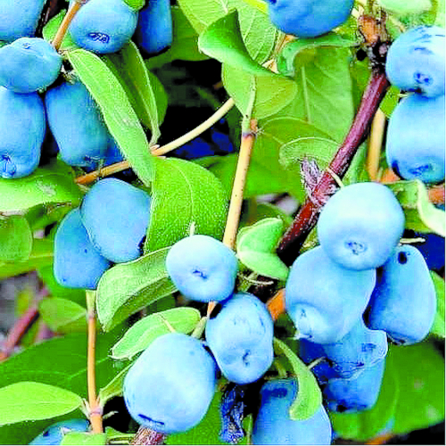 Жимолость Золушка