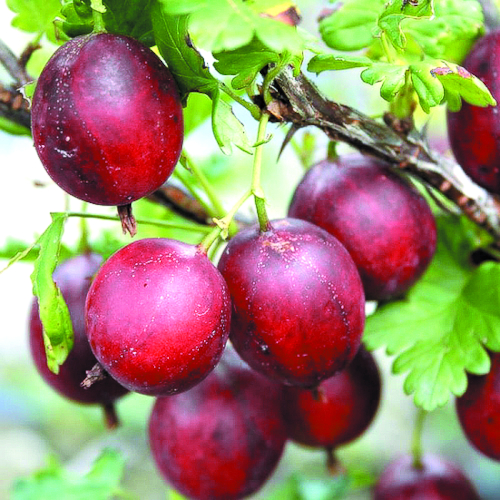 Крыжовник Северный капитан