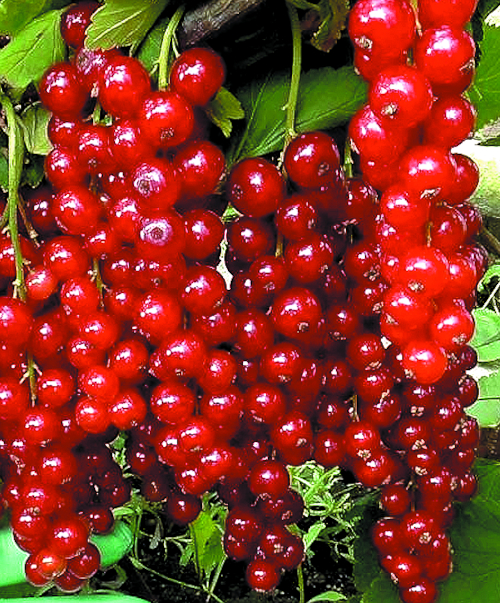 Смородина Мармеладница