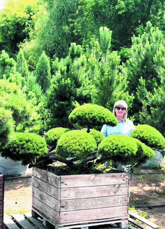 Ниваки из сосны обыкновенной Ниваки из сосны обыкновенной