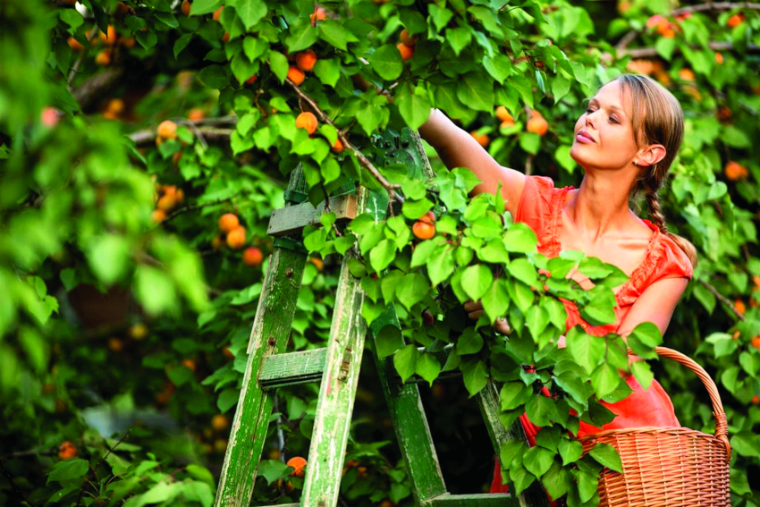 Выбираем правильные сорта: Да пребудет с вами урожай!
