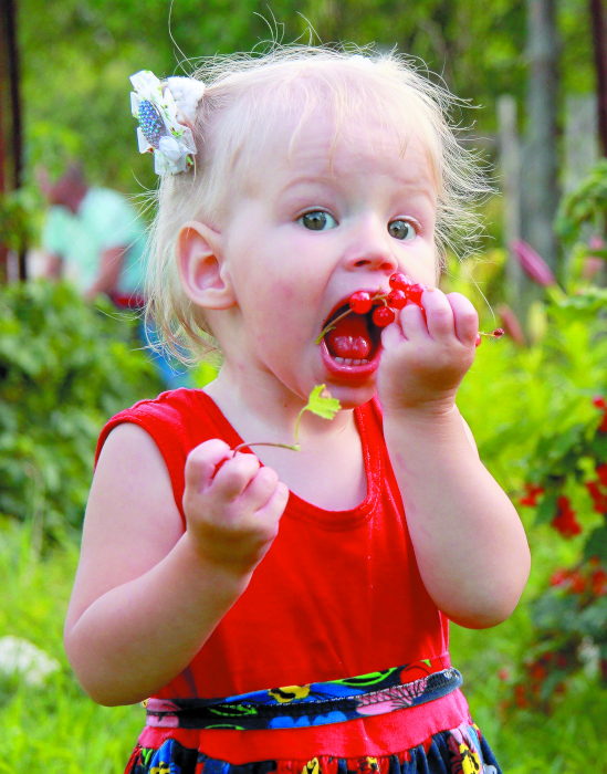 Урожайные новинки «Зеленого дома»