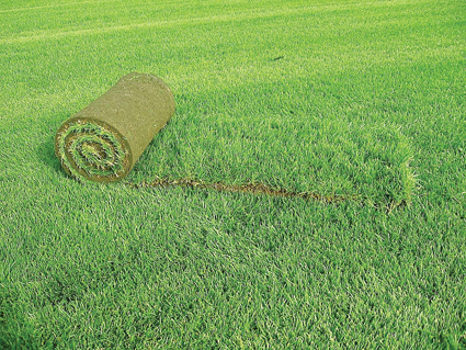 Как создает газон садовый центр «Зеленый дом»