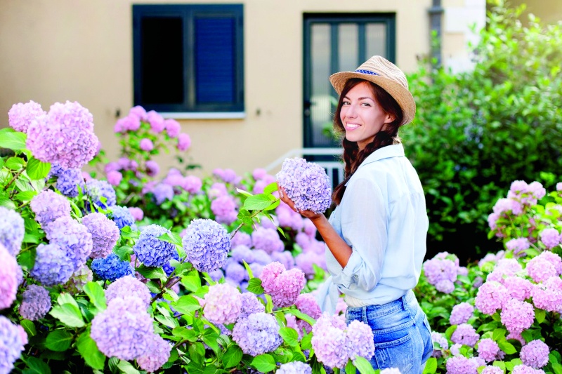 Облако в саду – гортензия в цвету