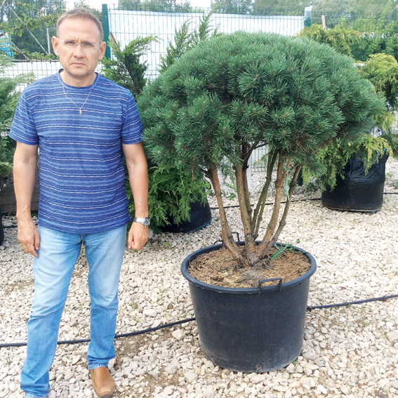 Пусть деревья живут долго!