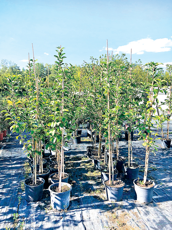 Знай свои сорта