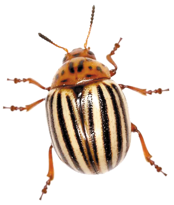 План садовых работ в мае