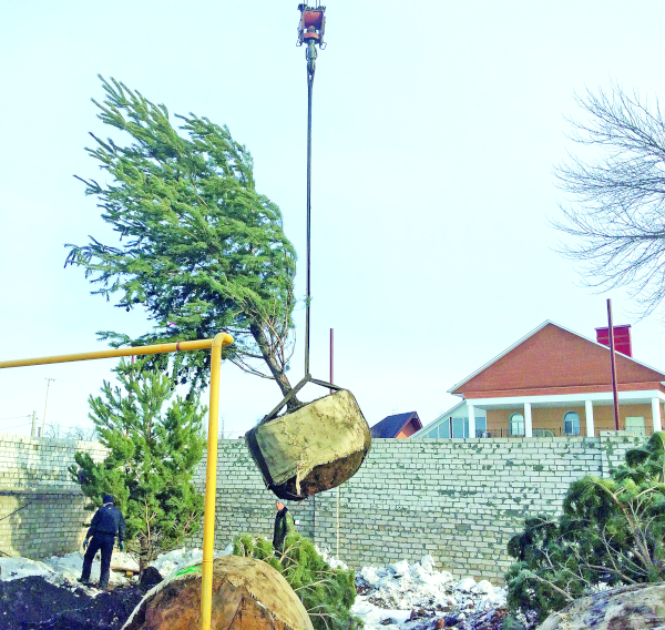 Взрослые деревья без лет ожидания