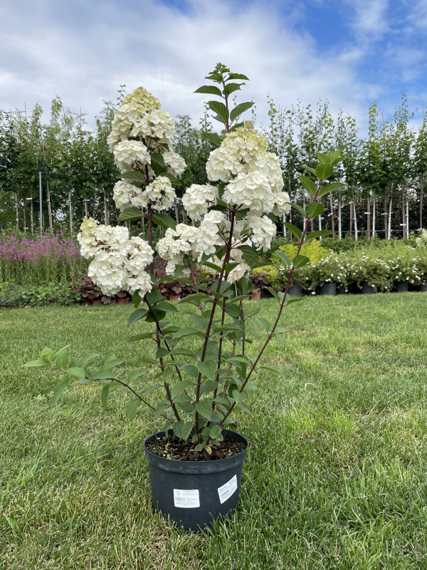 Гортензия метельчатая Самарская Лидия