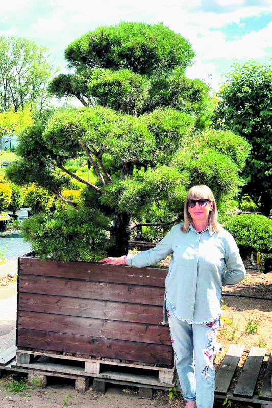 Ниваки из сосны горной