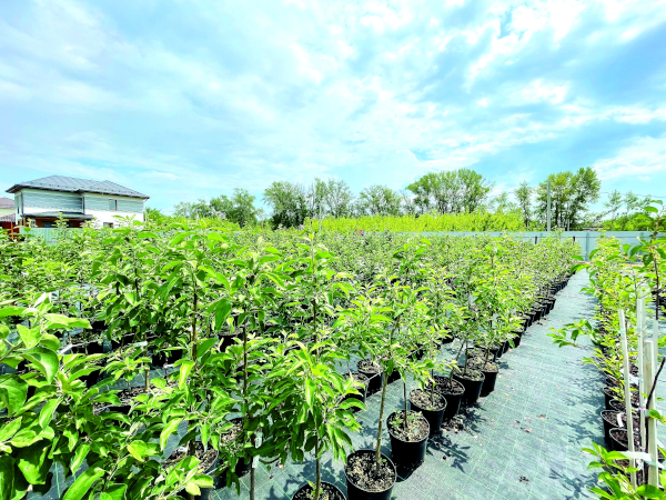 Плодовые деревья