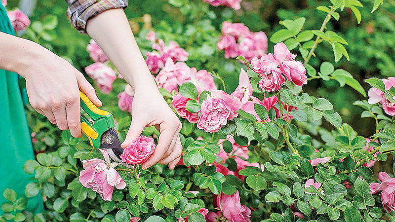 Осенняя обрезка