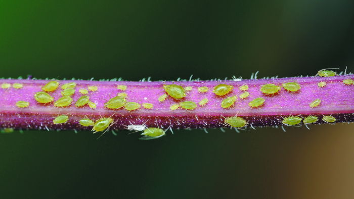 Избавляемся от тли