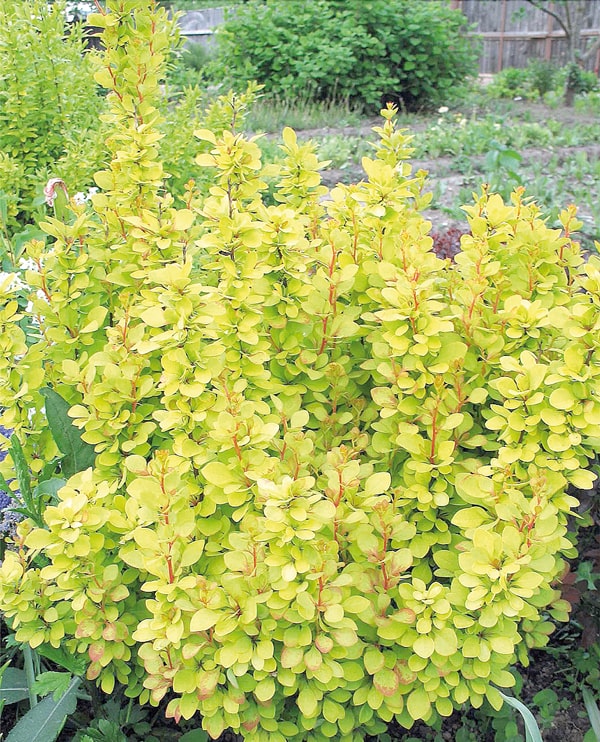 Топ-1 Барбарис Тунберга «Мария»