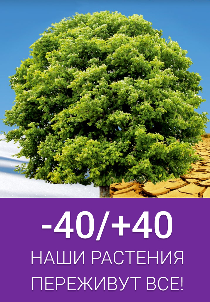 Наши растения переживут все