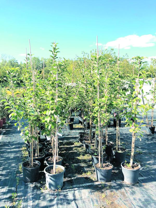 План садовых работ в октябре