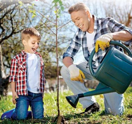 Расти, яблонька! Выбираем саженцы плодовых культур