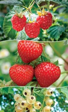 Сажаем местное