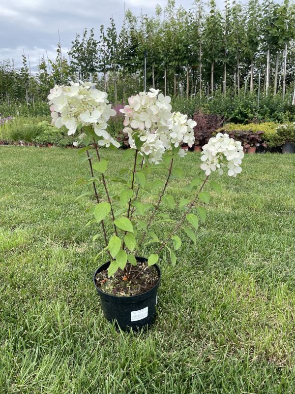 План садовых работ в сентябре