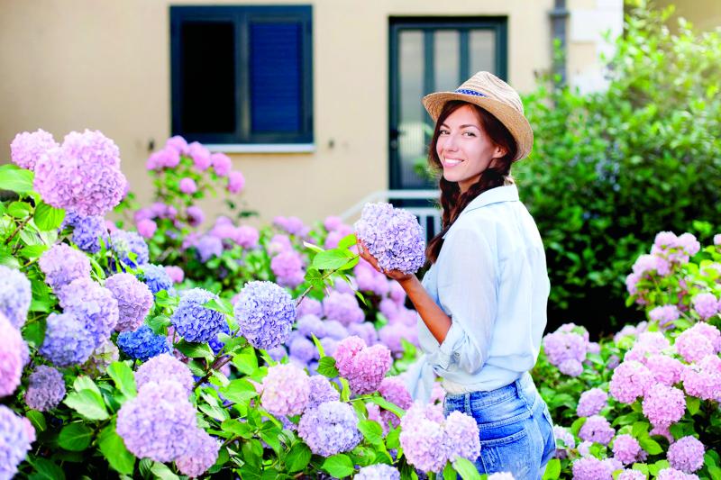 Облако в саду – гортензия в цвету