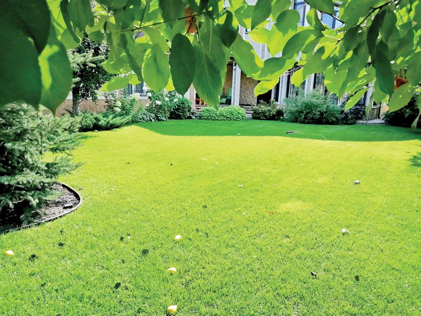 Газоновый слой