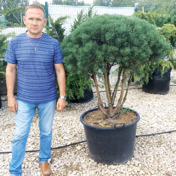 Пусть деревья живут долго!