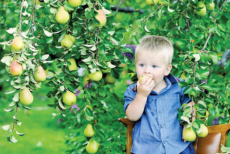 Сажай плодовые деревья
