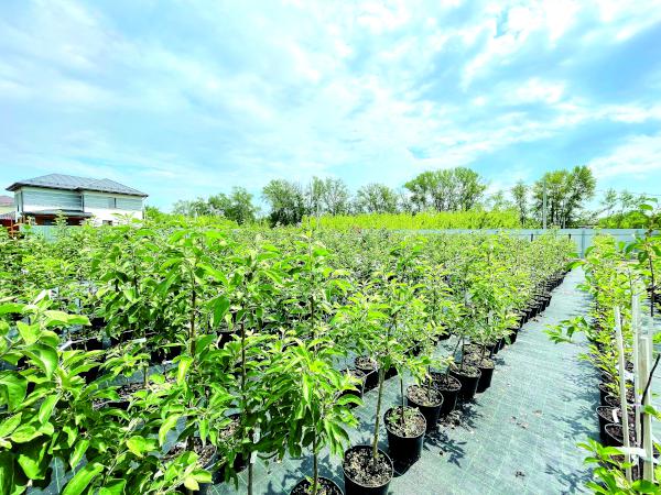 Плодовые деревья