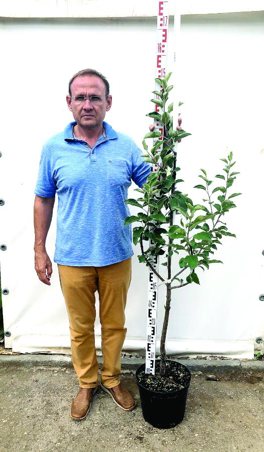 Яблоня Спартак