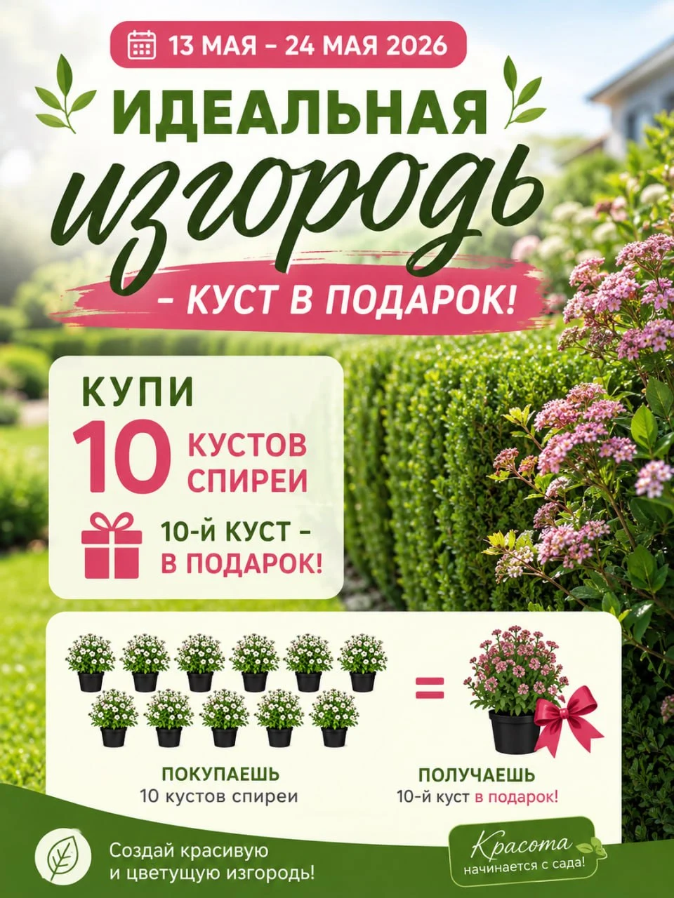 Идеальная изгородь – куст в подарок!